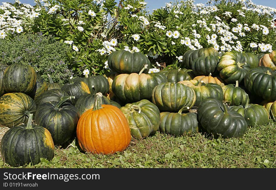 Pumpkins and squash freshly harvested from the fields. Pumpkins and squash freshly harvested from the fields