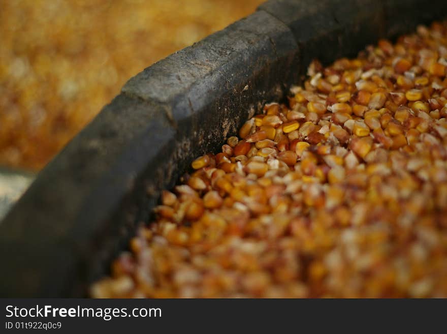 Autumn corn deposited in warehouse