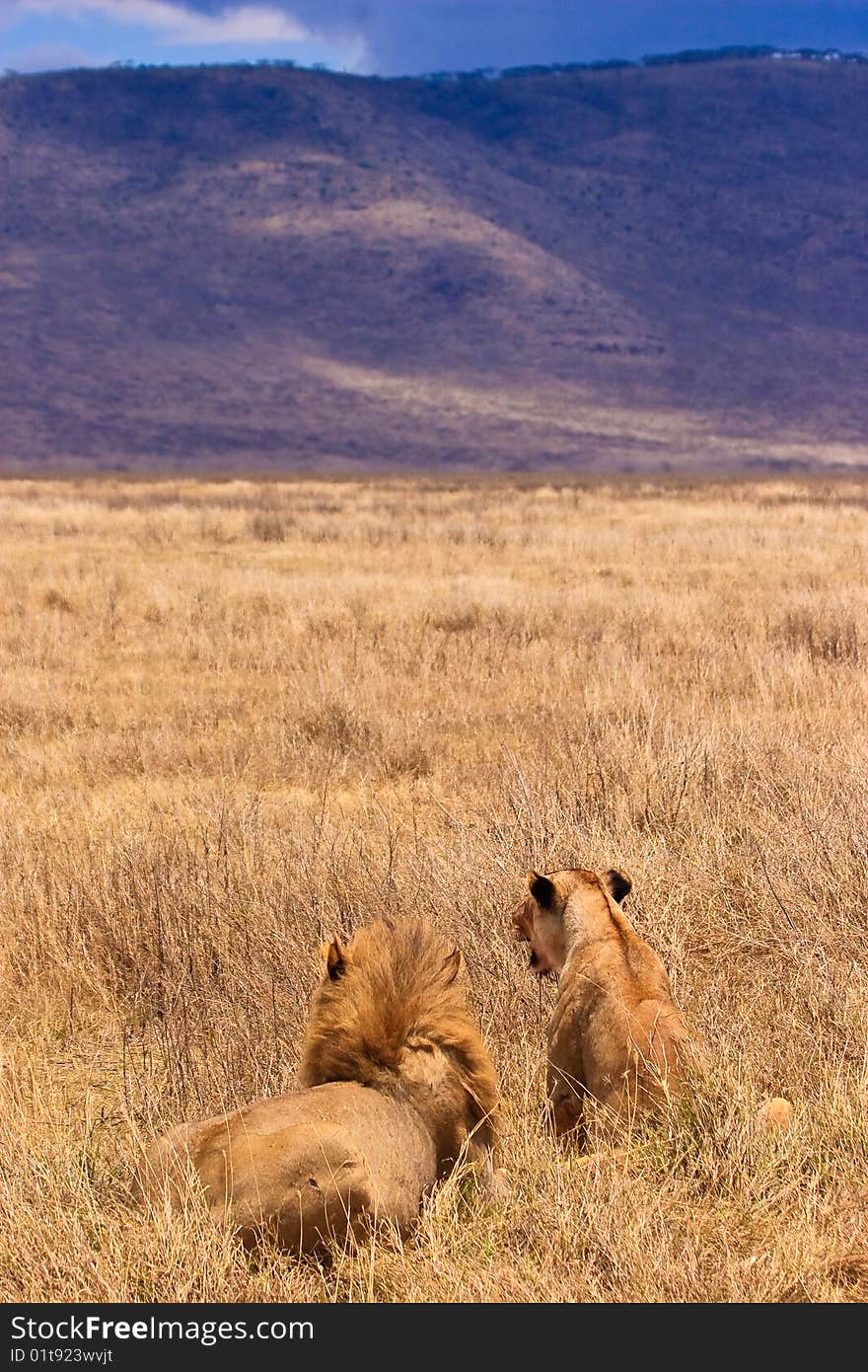 Male and female lion sitting in the grass