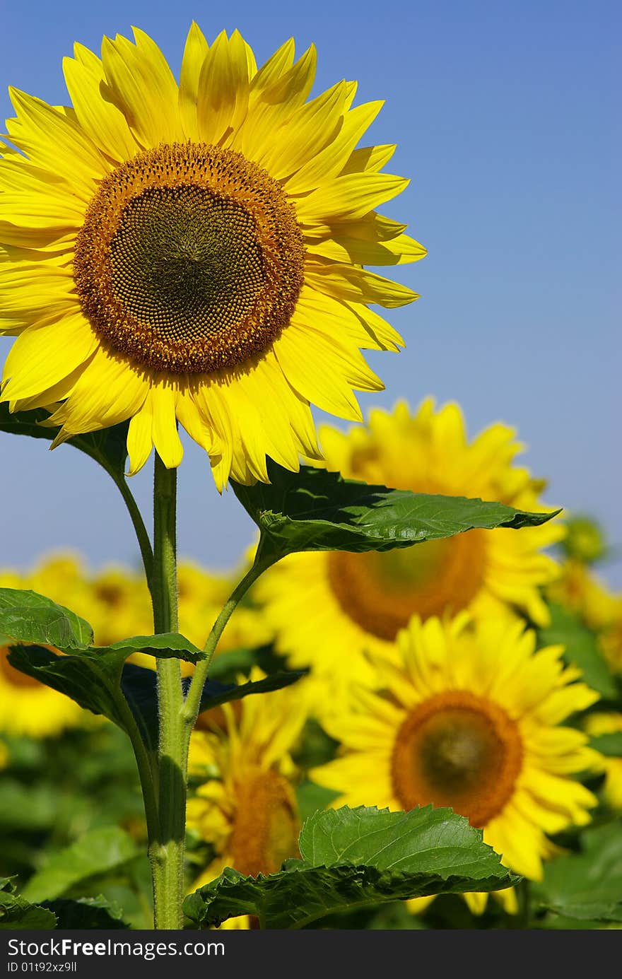 Field of flowers of sunflowers