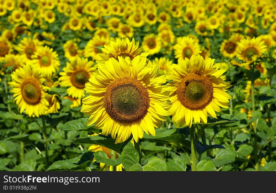 Field of flowers of sunflowers