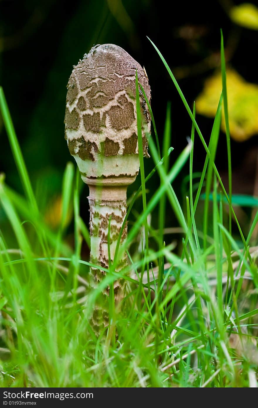 Fungi, mushrooms in a forest