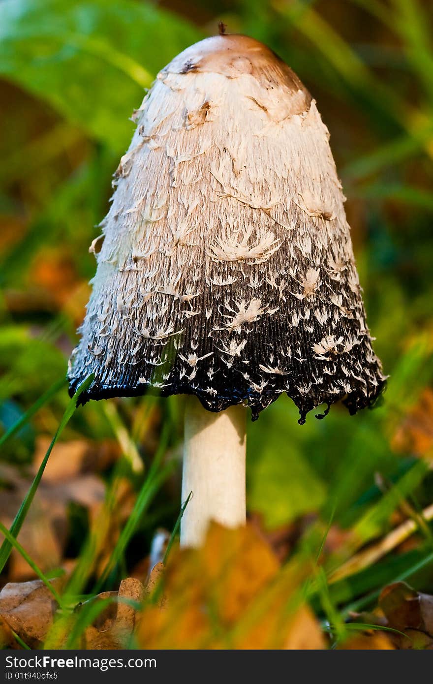 Fungi, mushrooms in a forest