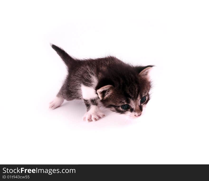 Small cat isolated on white background. Small cat isolated on white background