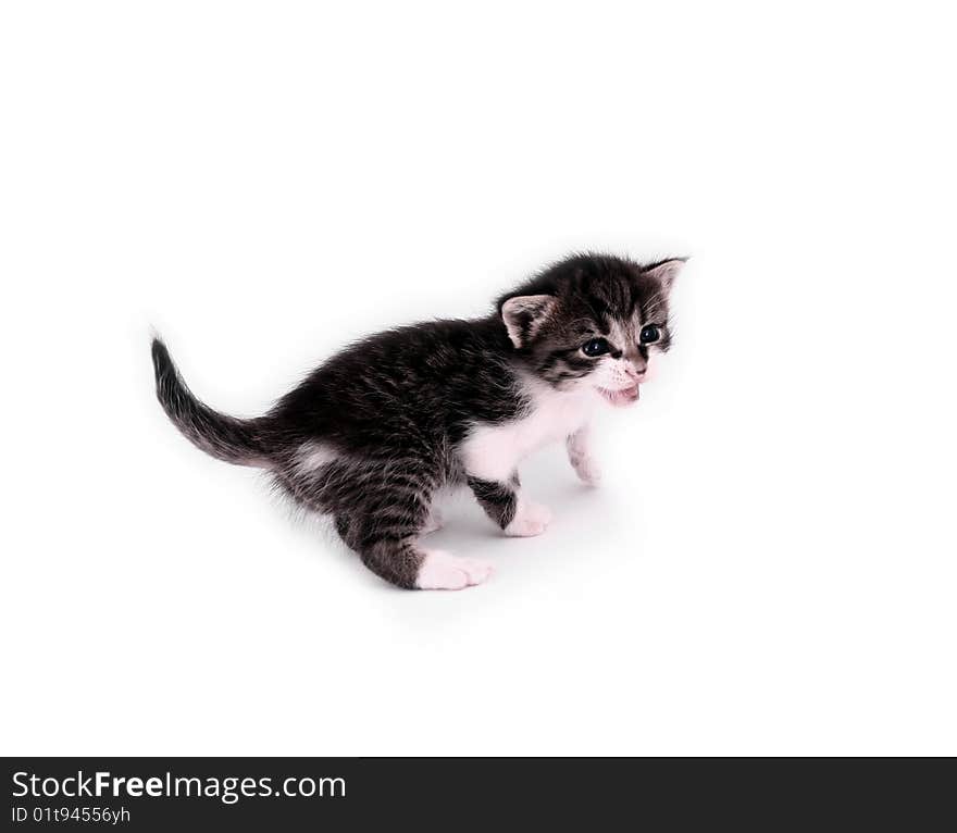 Small cat isolated on white background. Small cat isolated on white background