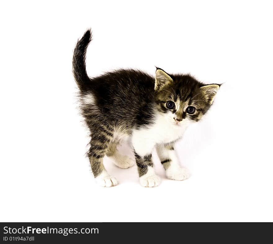 Small cat isolated on white background. Small cat isolated on white background