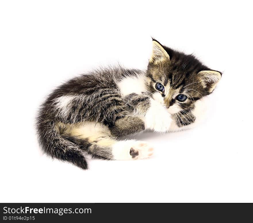 Small cat isolated on white background. Small cat isolated on white background