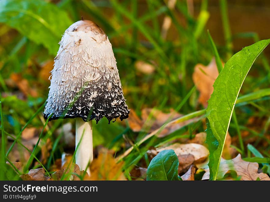 Fungi, mushrooms in a forest