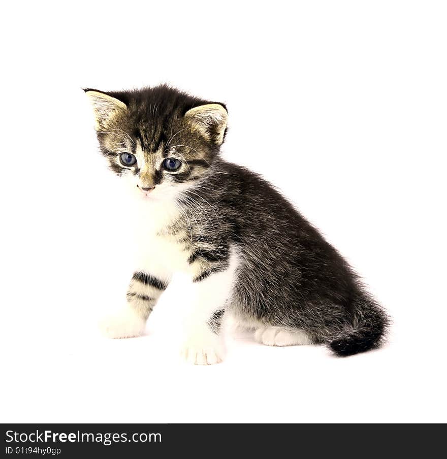 Small cat isolated on white background. Small cat isolated on white background