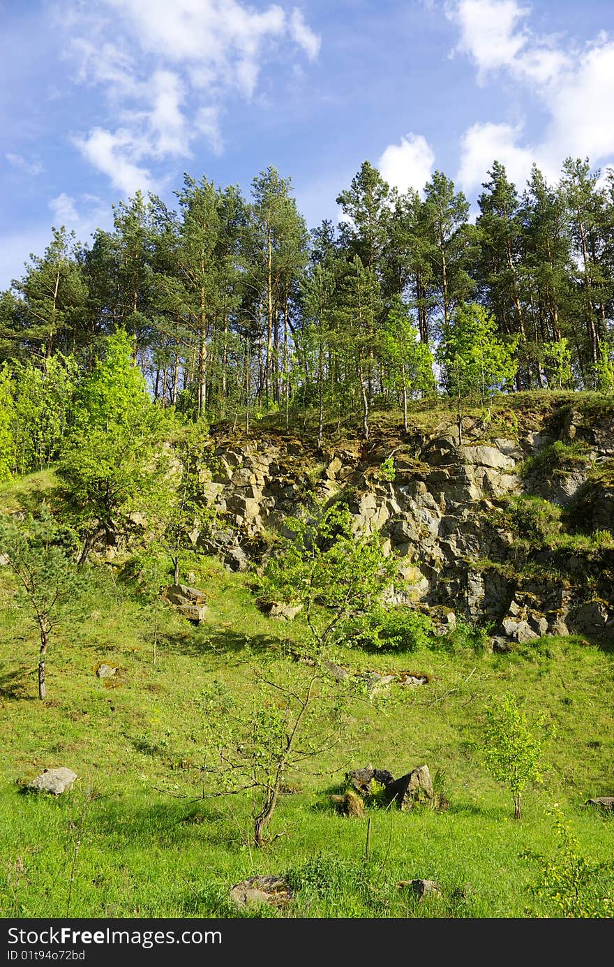 Summer landscape of young green forest with bright blue sky