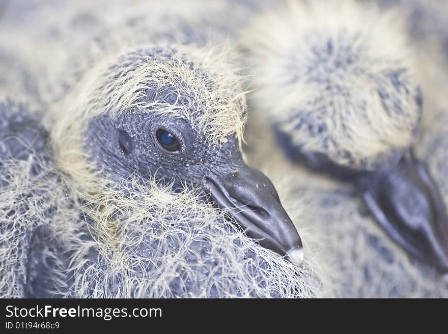 Common juvenile Pigeons in their nest. Common juvenile Pigeons in their nest