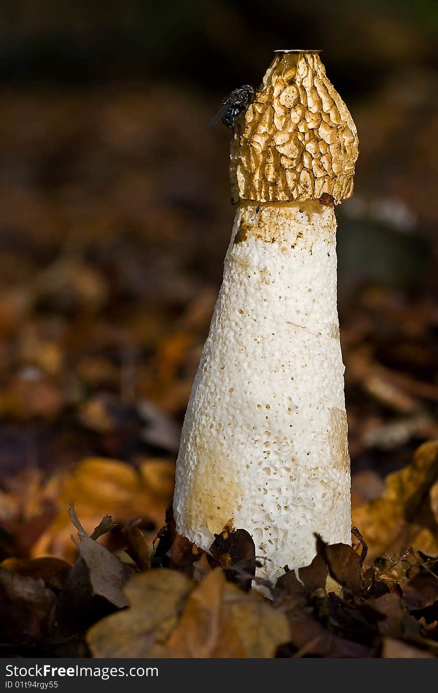 Fungi, mushrooms in a forest