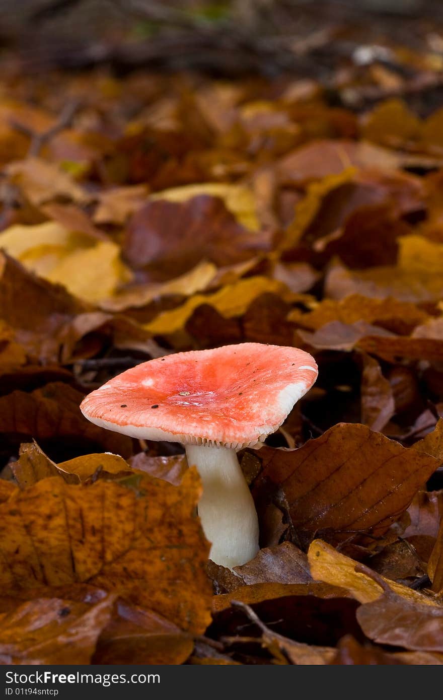 Fungi, mushrooms in a forest