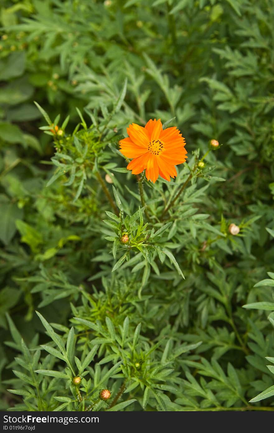 Tagetes Patula,