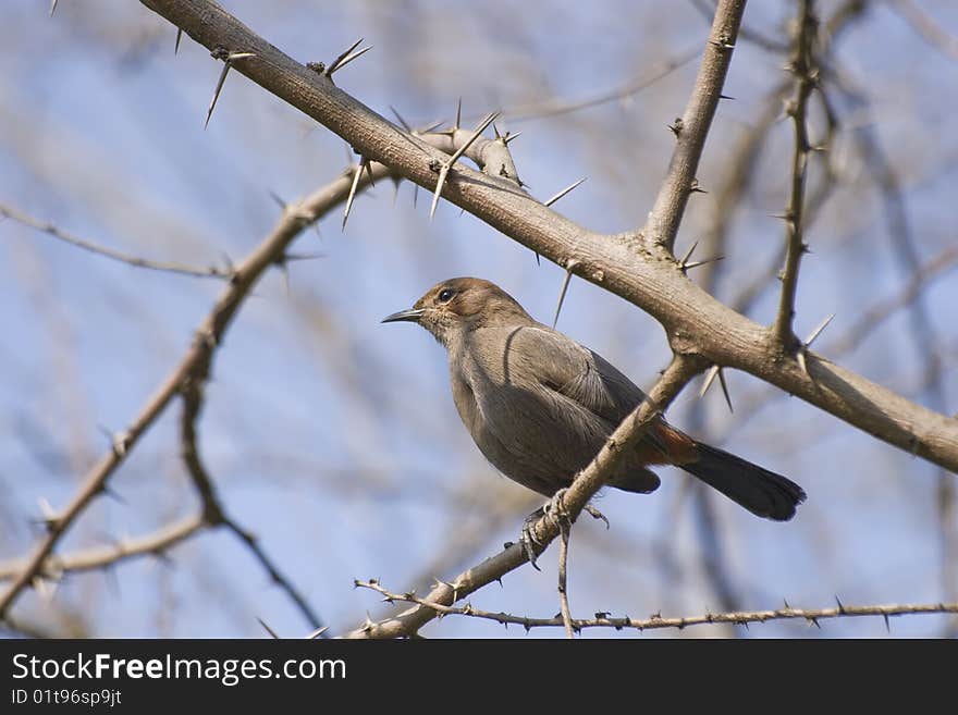 Indian Robin in its natural habitat.