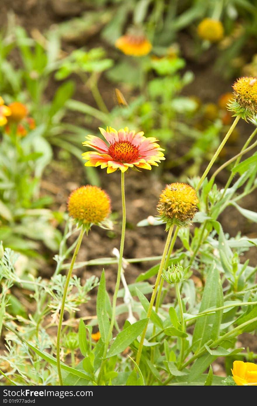 Gaillardia.Bright red-yellow flowers on a short leg