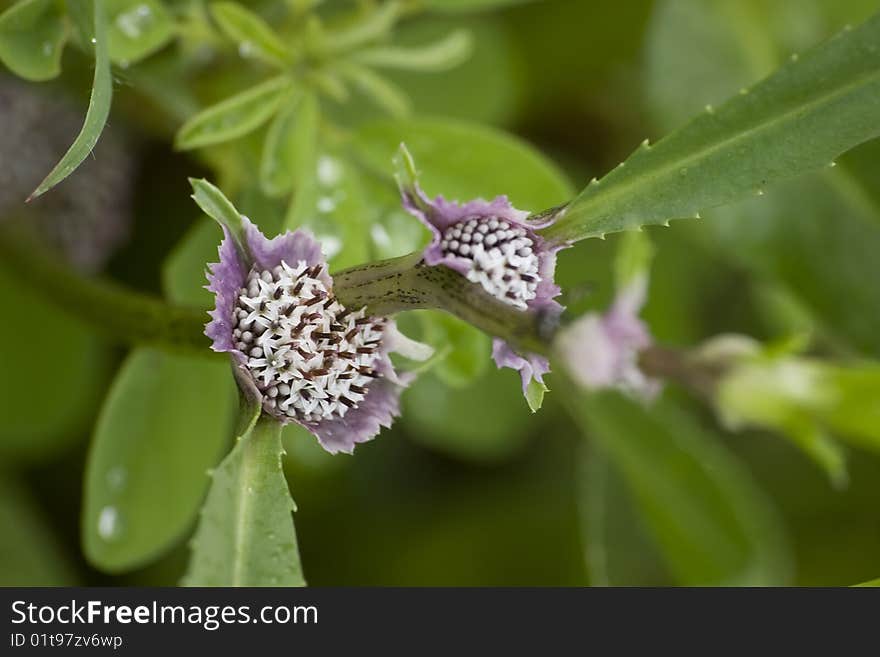 Wild Flower