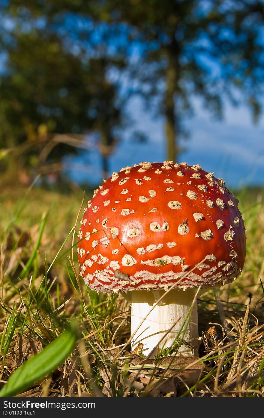 Fungi, Mushrooms In A Forest