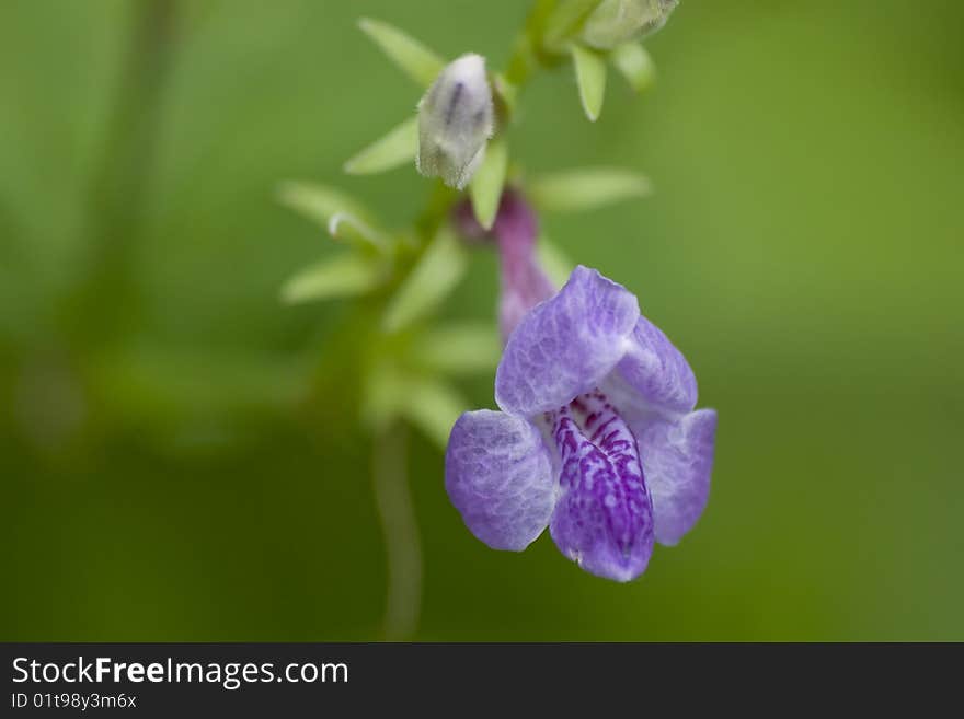 Asystasia violacea. Common english name - Violet Asystasia Place: Maharashtra INDIA. Asystasia violacea. Common english name - Violet Asystasia Place: Maharashtra INDIA