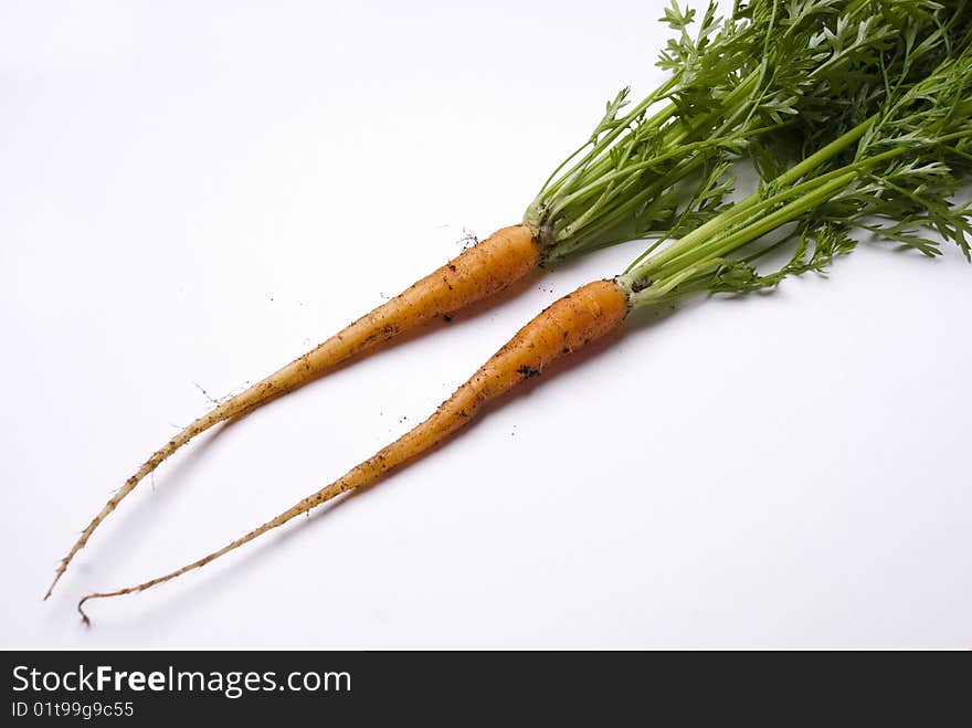 Two freshly picked young carrots complete with green tops