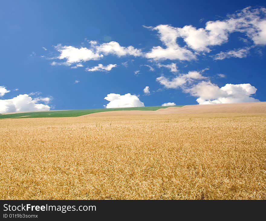 Field of yellow and green wheat and cloud in the sky