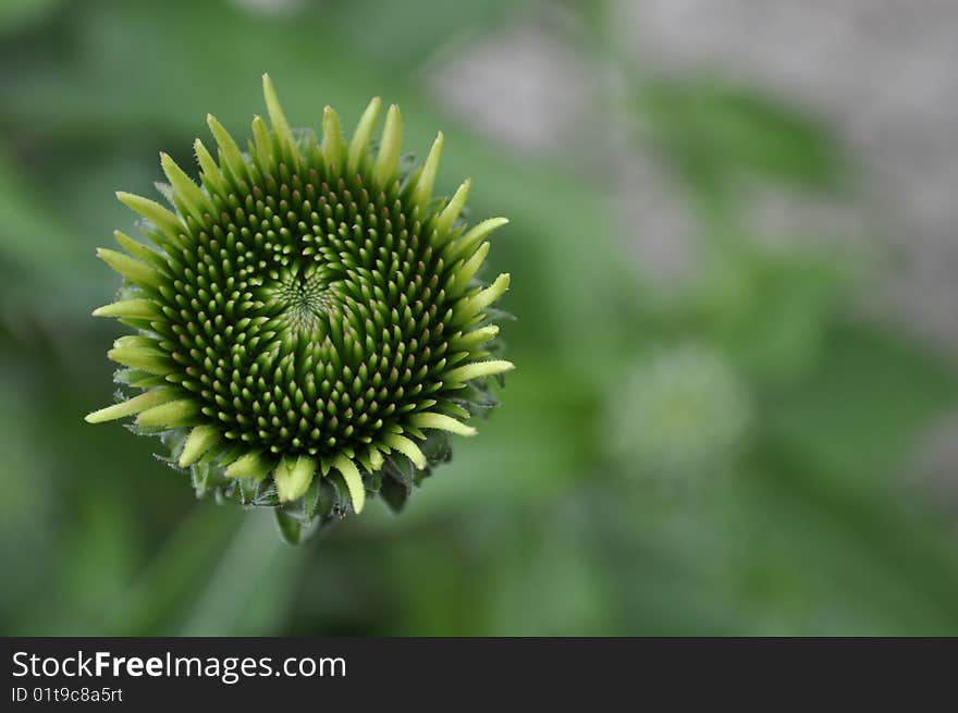 Green bud