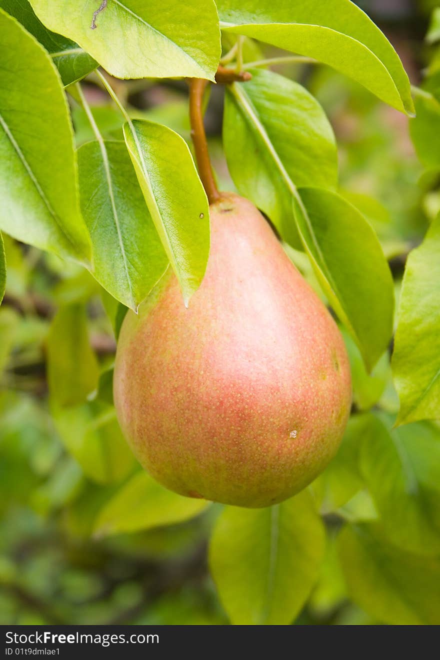 Red pear with the green background.