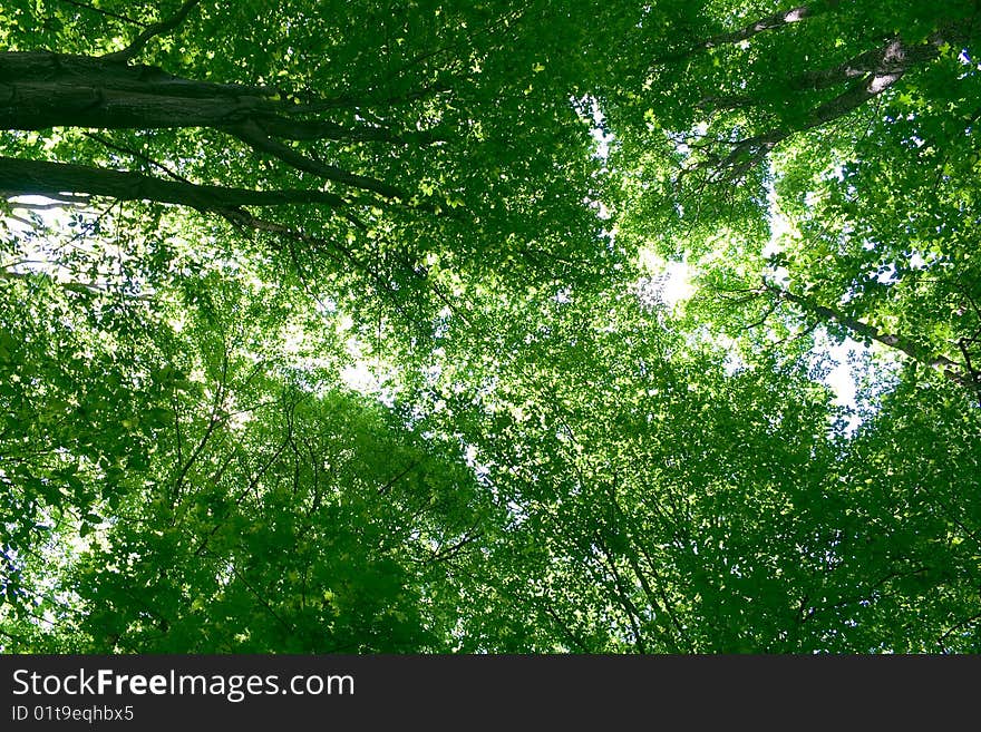 Sunlight in trees of green summer forest