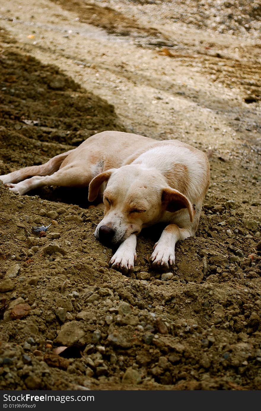 Small, light brown, mud dog sleeping on a dirt road near a construction site during a bright afternoon. Small, light brown, mud dog sleeping on a dirt road near a construction site during a bright afternoon