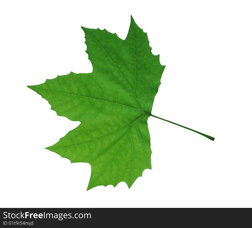 Leaf of clon