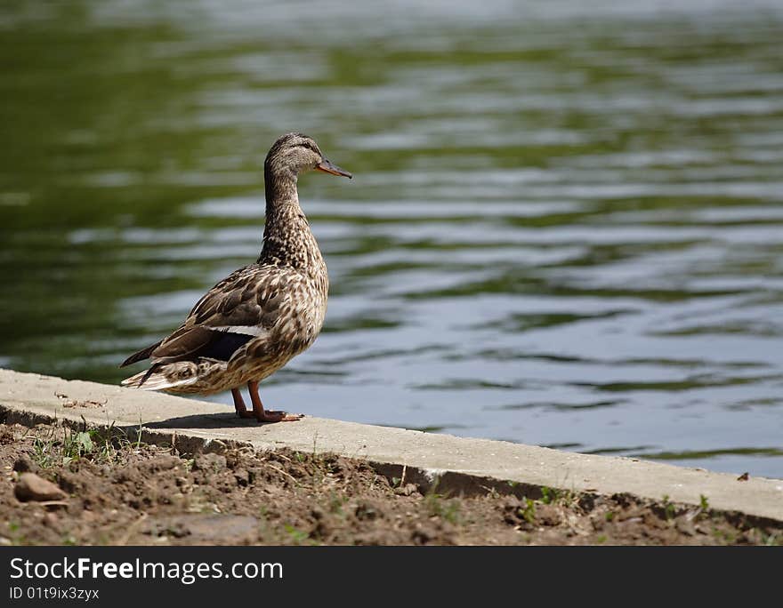 Nice duck female