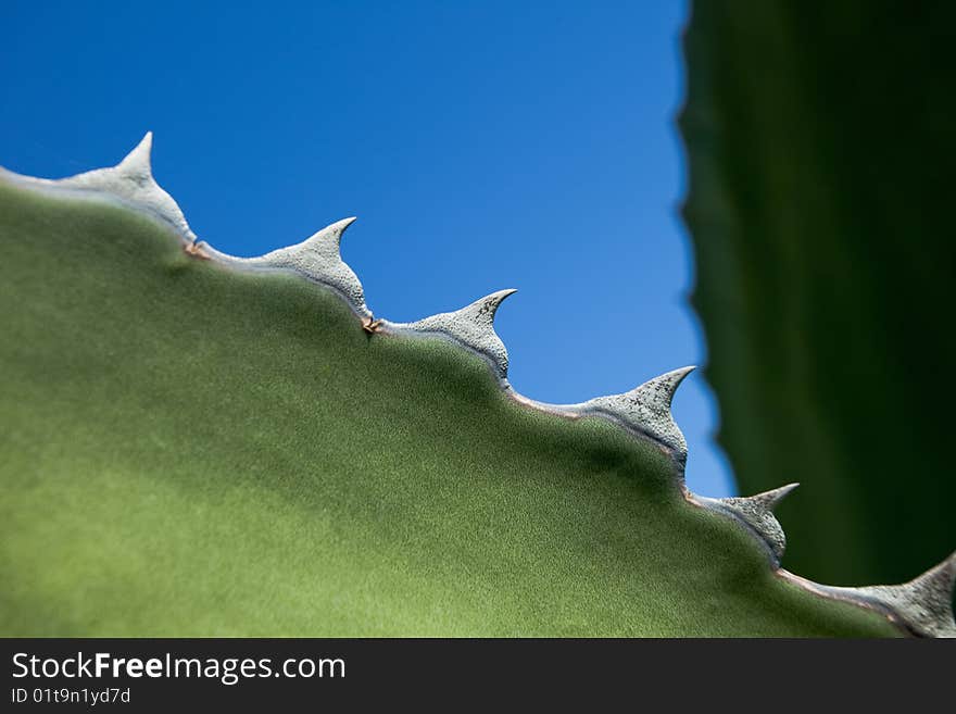 Cactus thorns looking more like a sharks teeth. Cactus thorns looking more like a sharks teeth