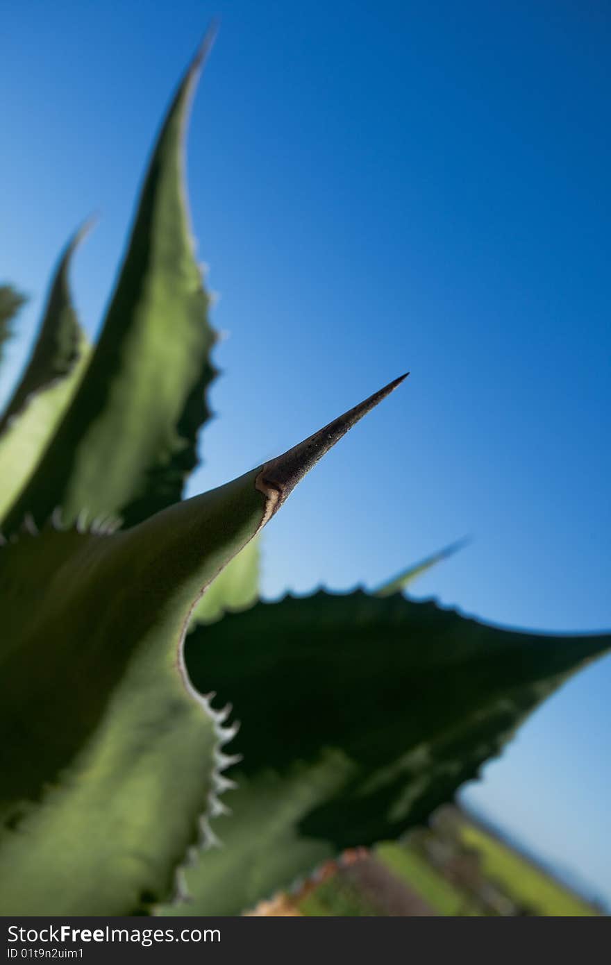 Huge thorn on the end of a fleshy cactus leaf. Huge thorn on the end of a fleshy cactus leaf