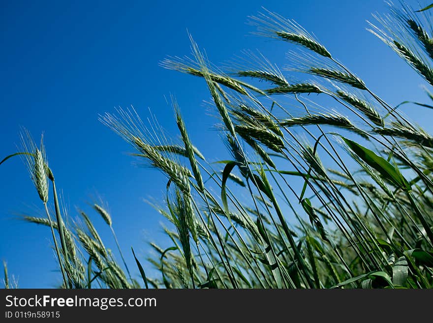 Multiple unripe, green wheat heads against a blue sky. Multiple unripe, green wheat heads against a blue sky