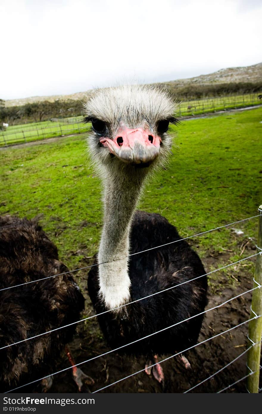 Grumpy ostrich