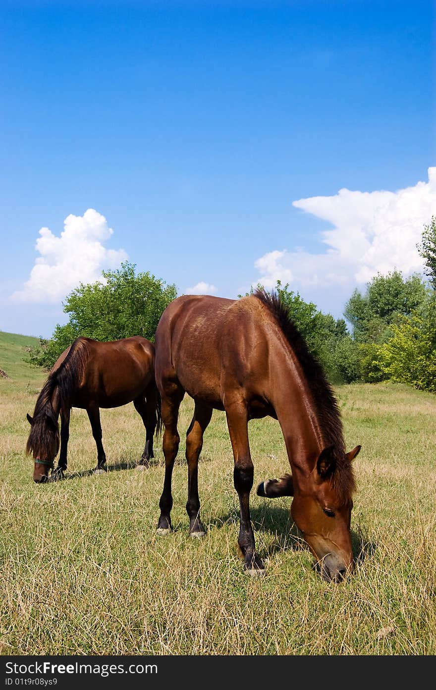 Mare and its stallion grazing in field