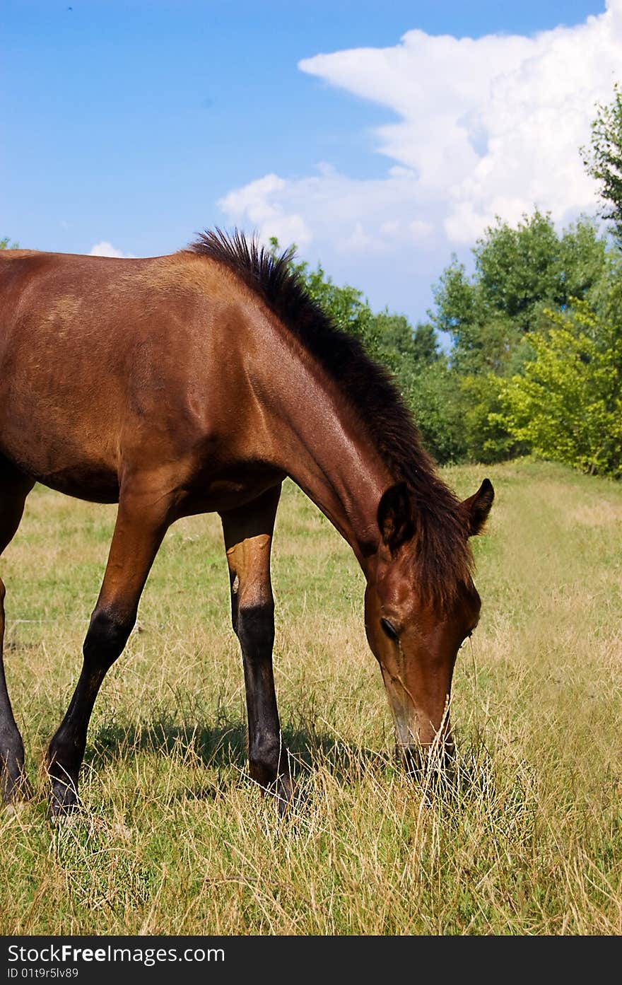 Brown horse grazing on pasture