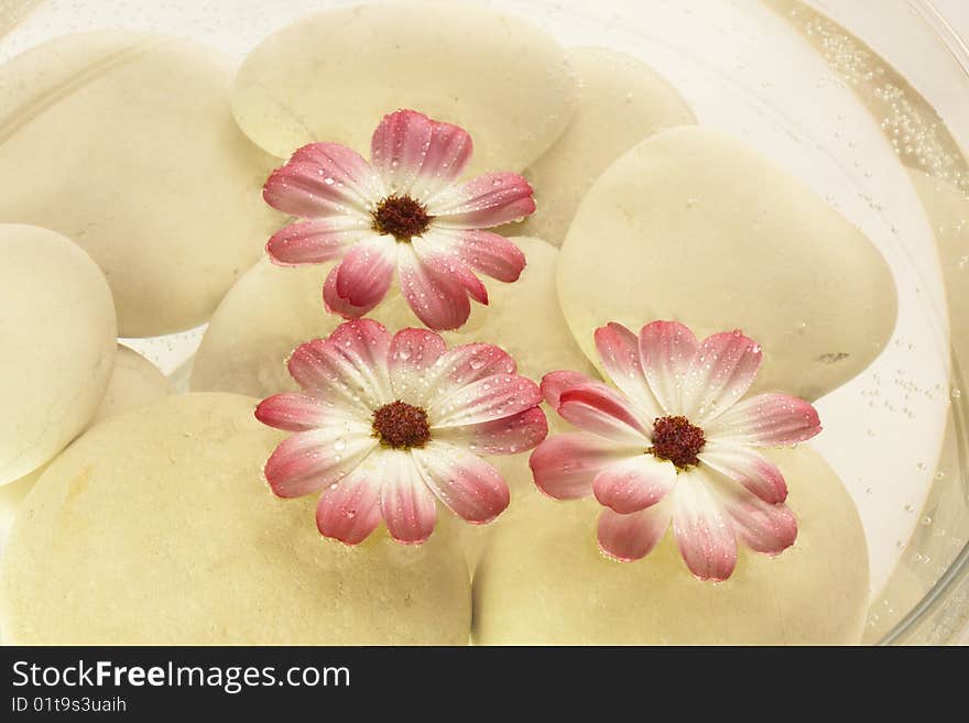 Spa bowl with water, pink flowers and stones. Spa bowl with water, pink flowers and stones