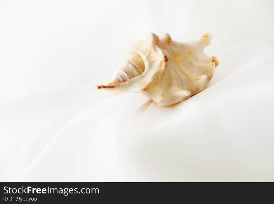 A closeup of tropic seashell on the background of white silk