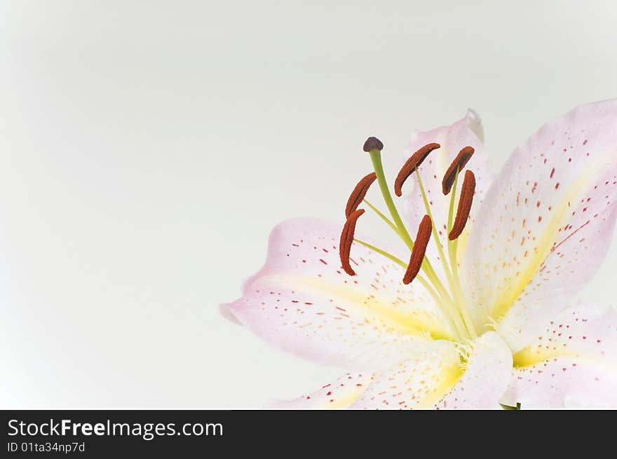 Oriental lilly blossom