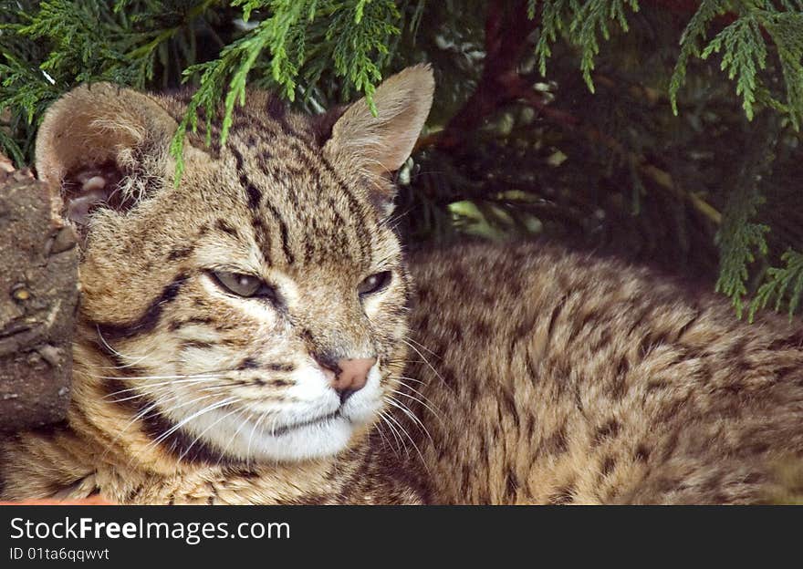 Portrait of the Geoffroy's Cat under tree.