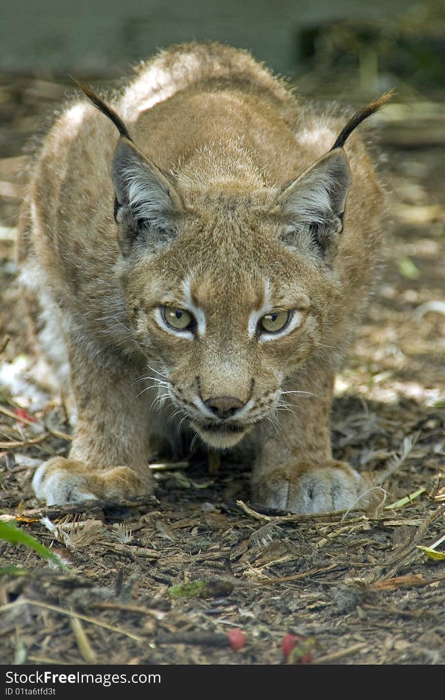 Northern Lynx crouched ready to pounce.