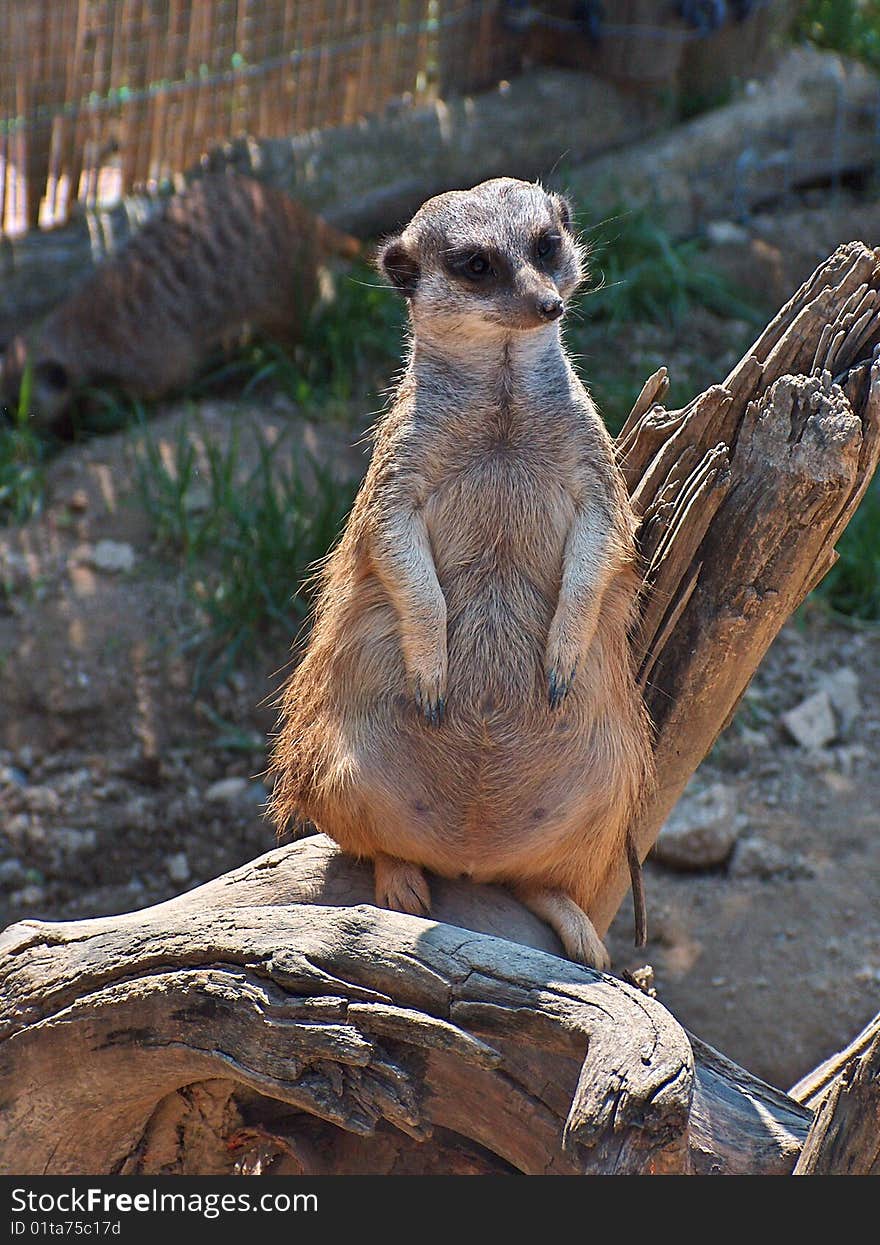 A smart suricate is standing.