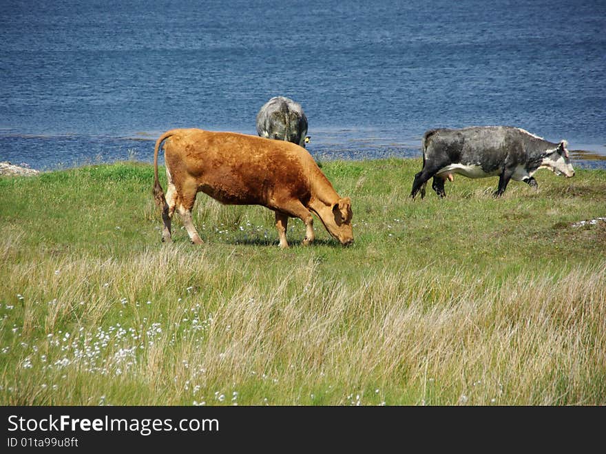 Irish Cows