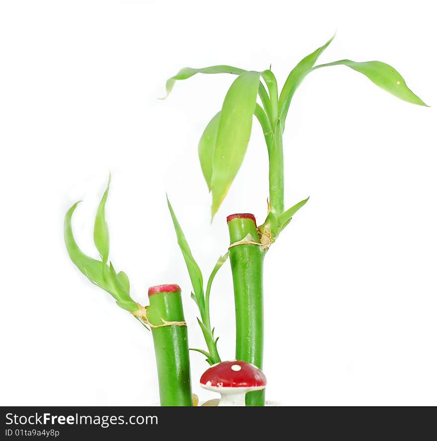 Green bamboo plant over white