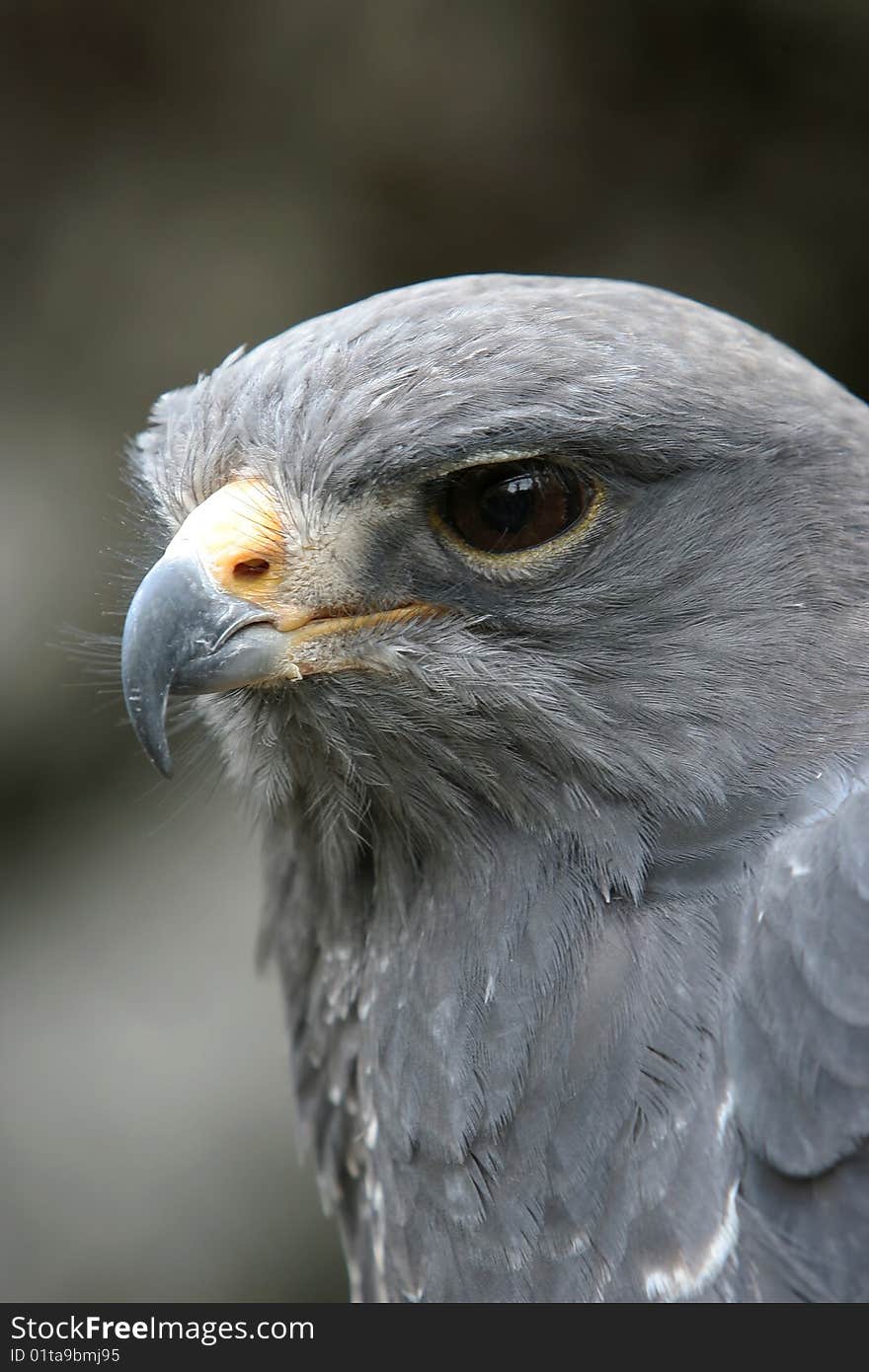 Eagle Portrait