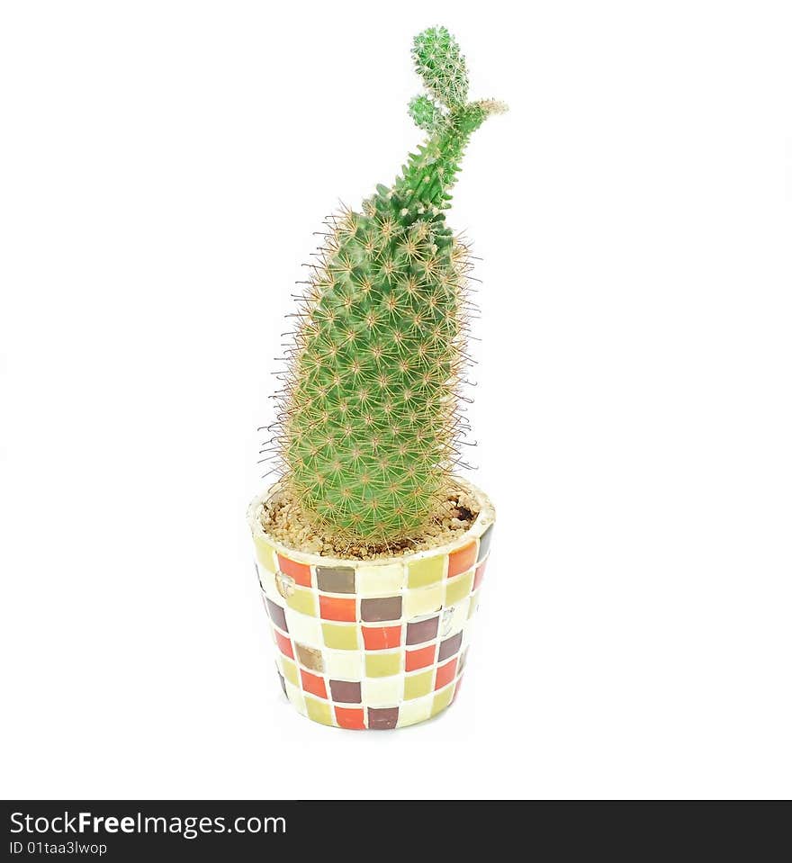 A small green cactus in a jar