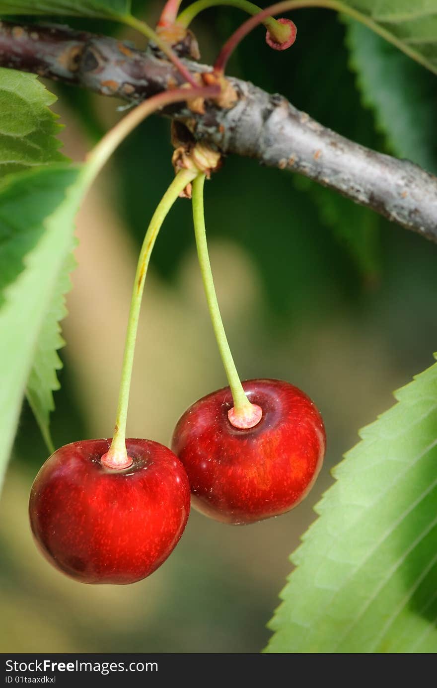 Red Cherries