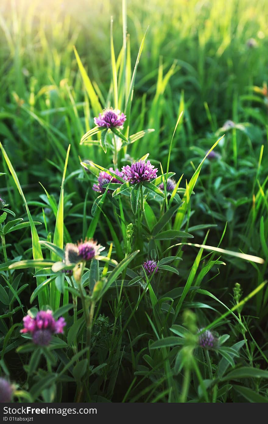 Meadows clover. Nature background. Sunlight. Meadows clover. Nature background. Sunlight.