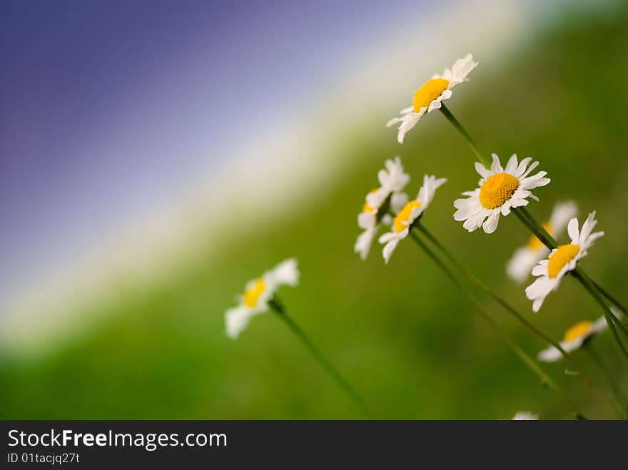 White daisies on green and blue background